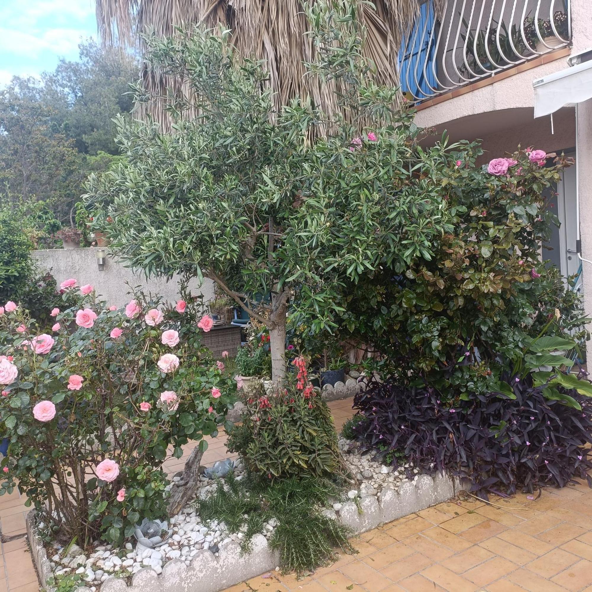 Studio Clair, Climatise Avec Jardin Et Parking Perpignan Room photo